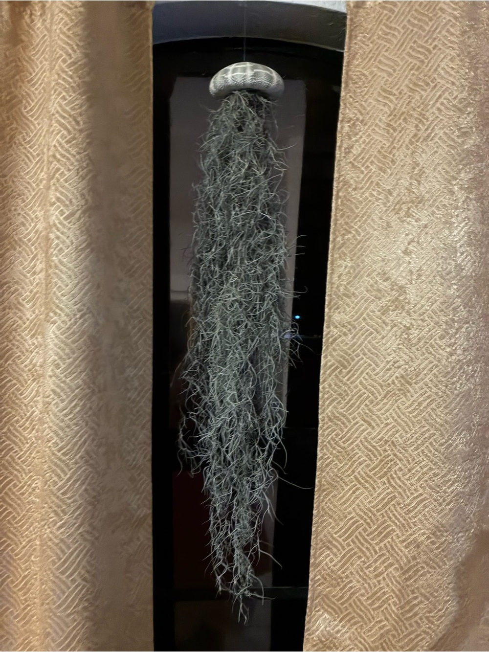 Hanging Spanish Moss Air Plant in Sea Urchin